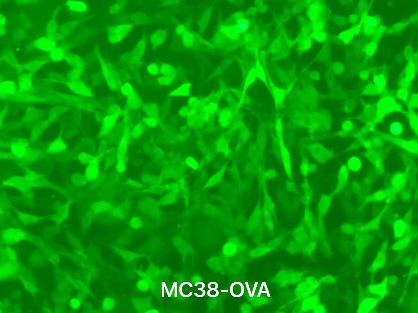 MC38-OVA/过表达OVA小鼠结肠癌细胞